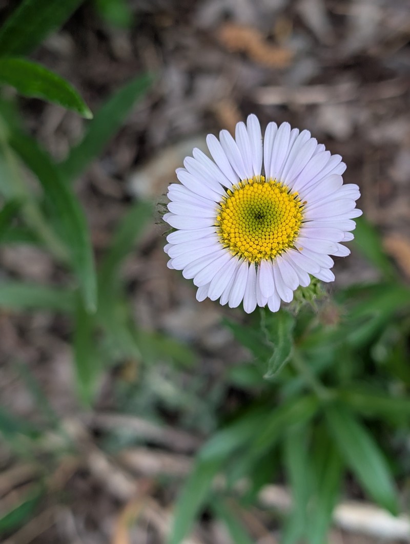 Erigeron glacialis var. glacialis photo 3