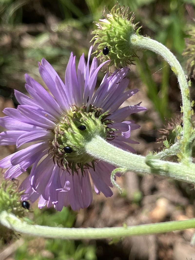 Erigeron glacialis var. glacialis photo 4