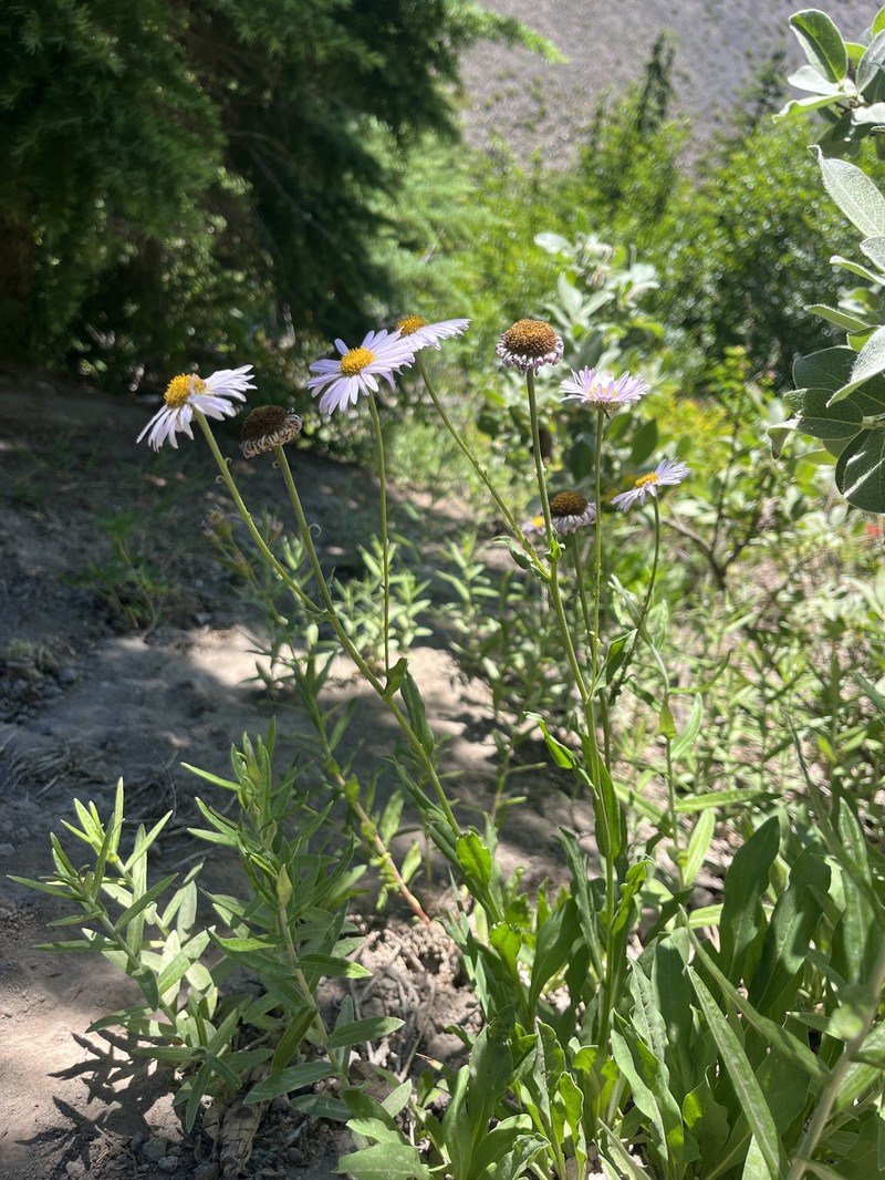 Erigeron glacialis var. glacialis photo 5