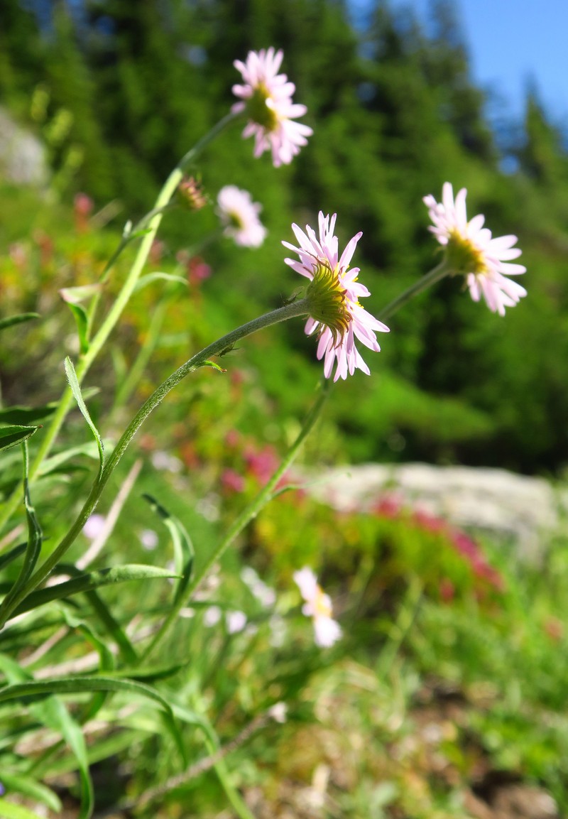Erigeron glacialis var. glacialis photo 6