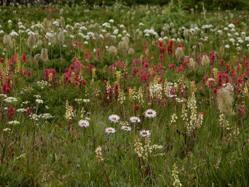 Erigeron glacialis var. glacialis photo 7