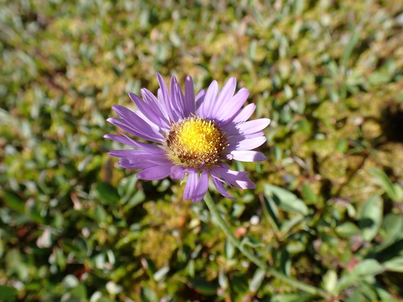 Erigeron glacialis var. glacialis photo 8