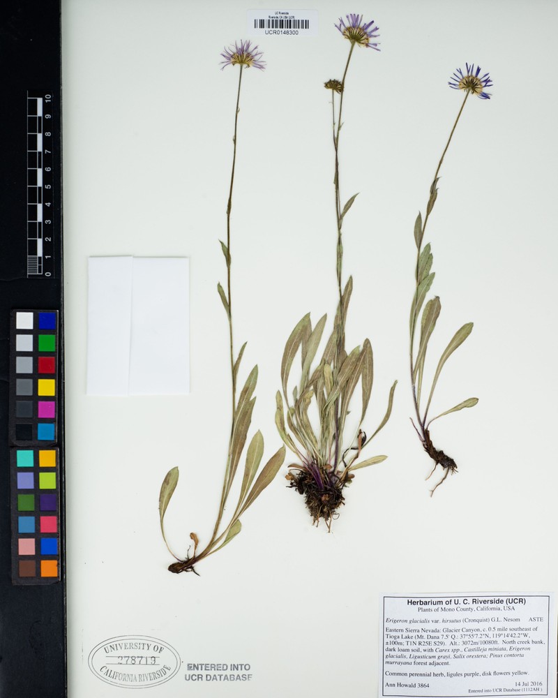 Erigeron glacialis var. hirsutus