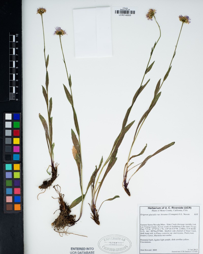 Erigeron glacialis var. hirsutus photo 2