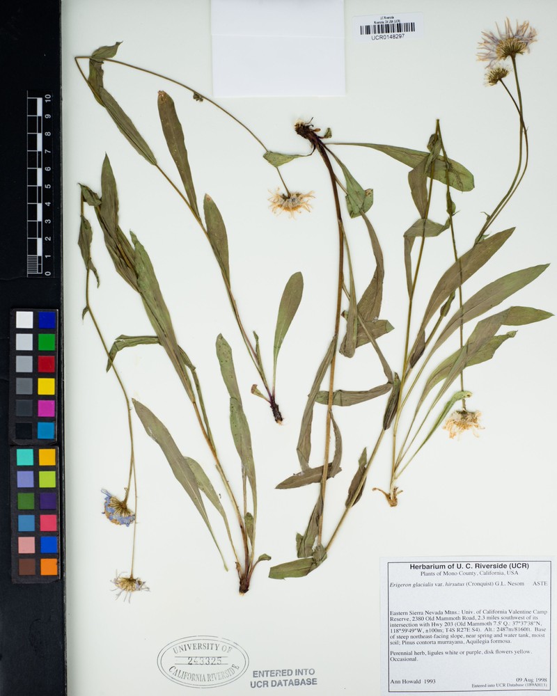 Erigeron glacialis var. hirsutus photo 3