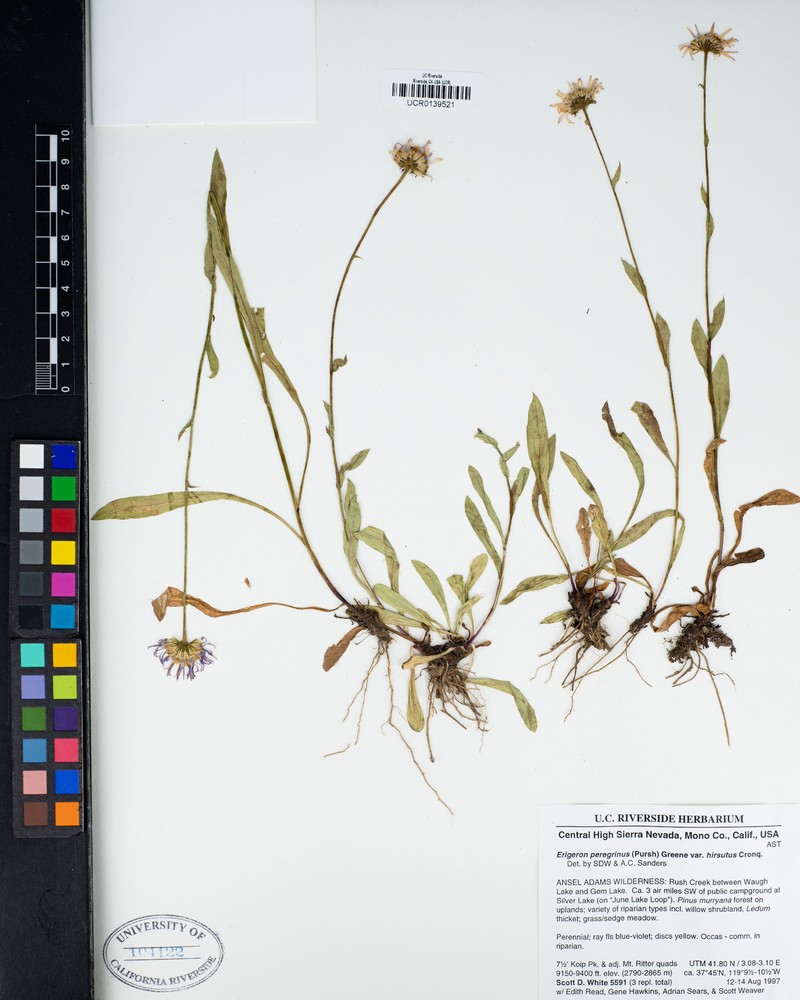 Erigeron glacialis var. hirsutus photo 4