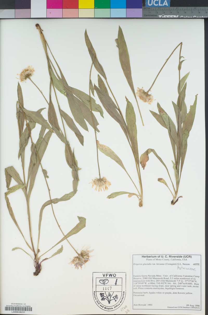 Erigeron glacialis var. hirsutus photo 5