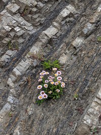 Seaside Fleabane