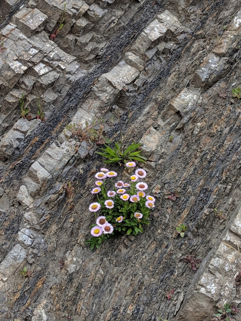 Seaside Fleabane