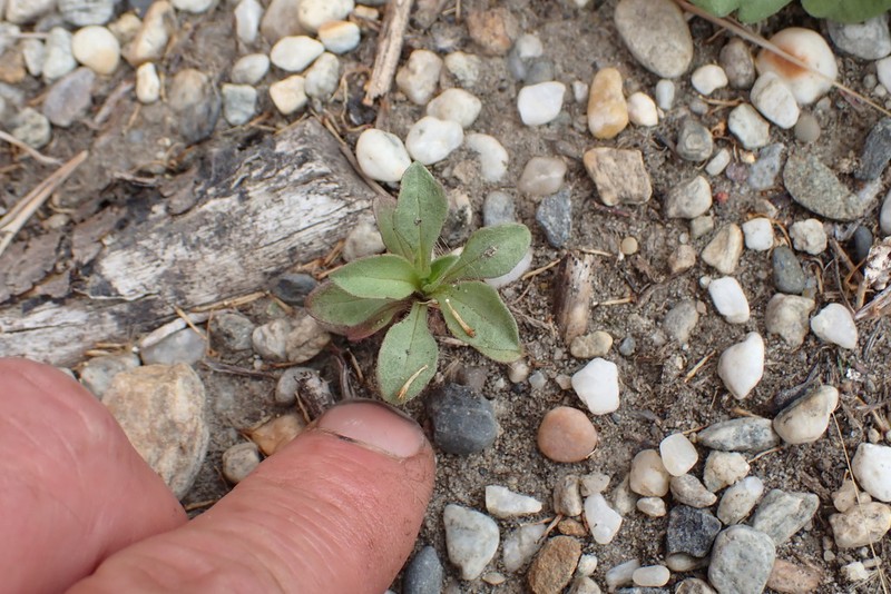 Seaside Fleabane photo 2