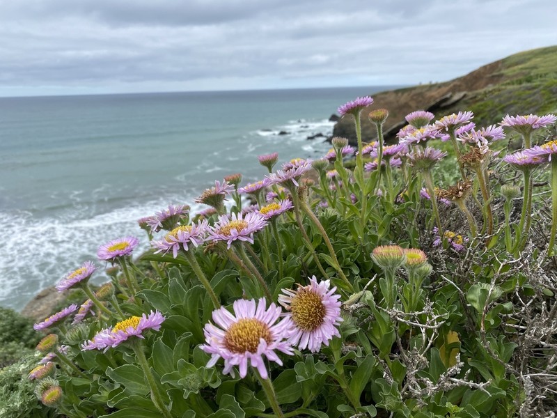 Seaside Fleabane photo 3
