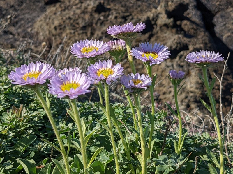 Seaside Fleabane photo 4