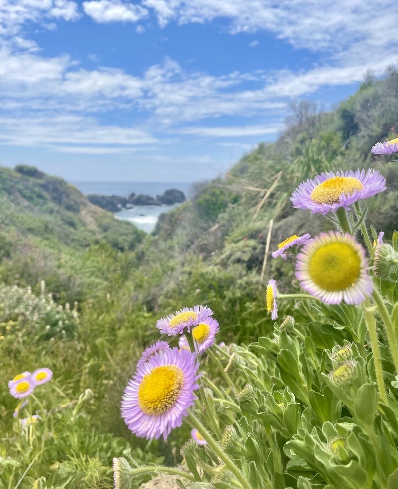 Seaside Fleabane photo 5