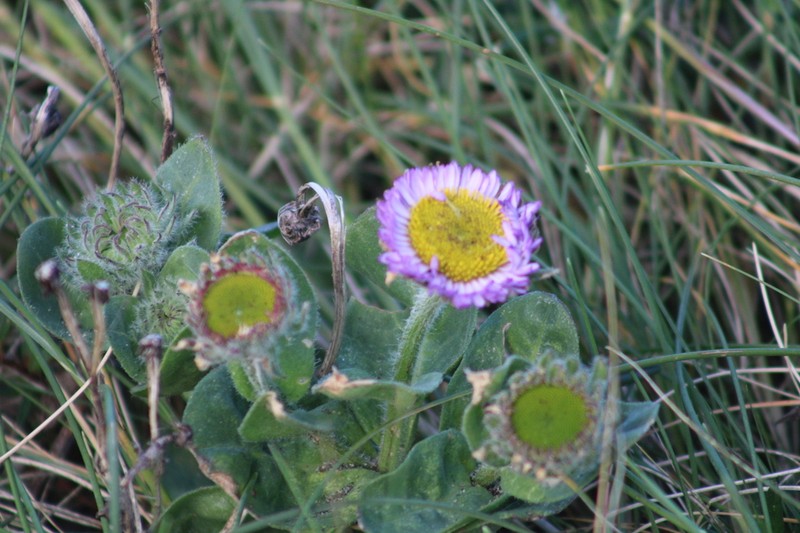 Seaside Fleabane photo 6