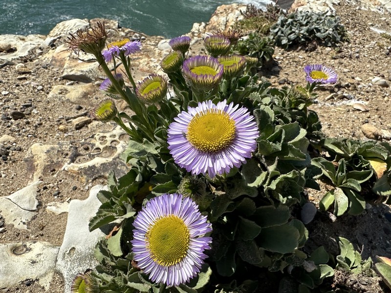 Seaside Fleabane photo 7