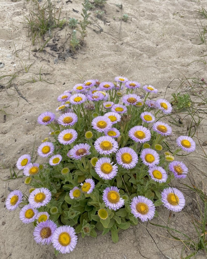 Seaside Fleabane photo 8