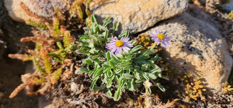 Uinta Mountain Fleabane