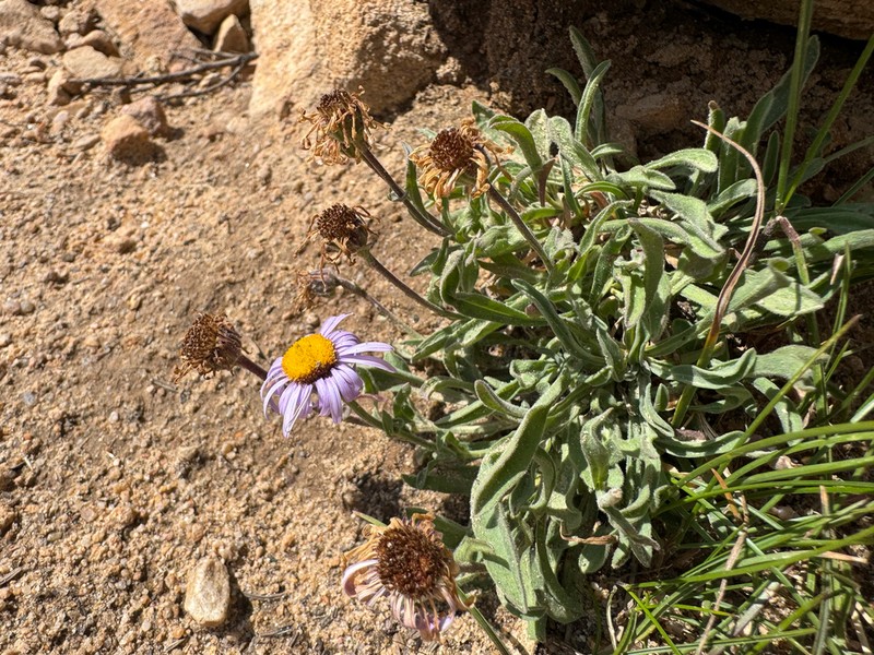 Uinta Mountain Fleabane photo 2