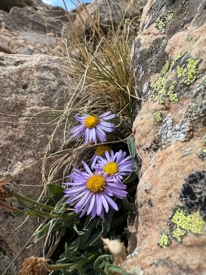 Uinta Mountain Fleabane photo 3