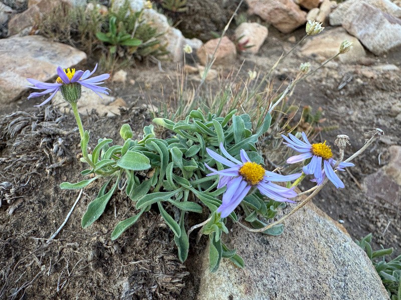 Uinta Mountain Fleabane photo 4