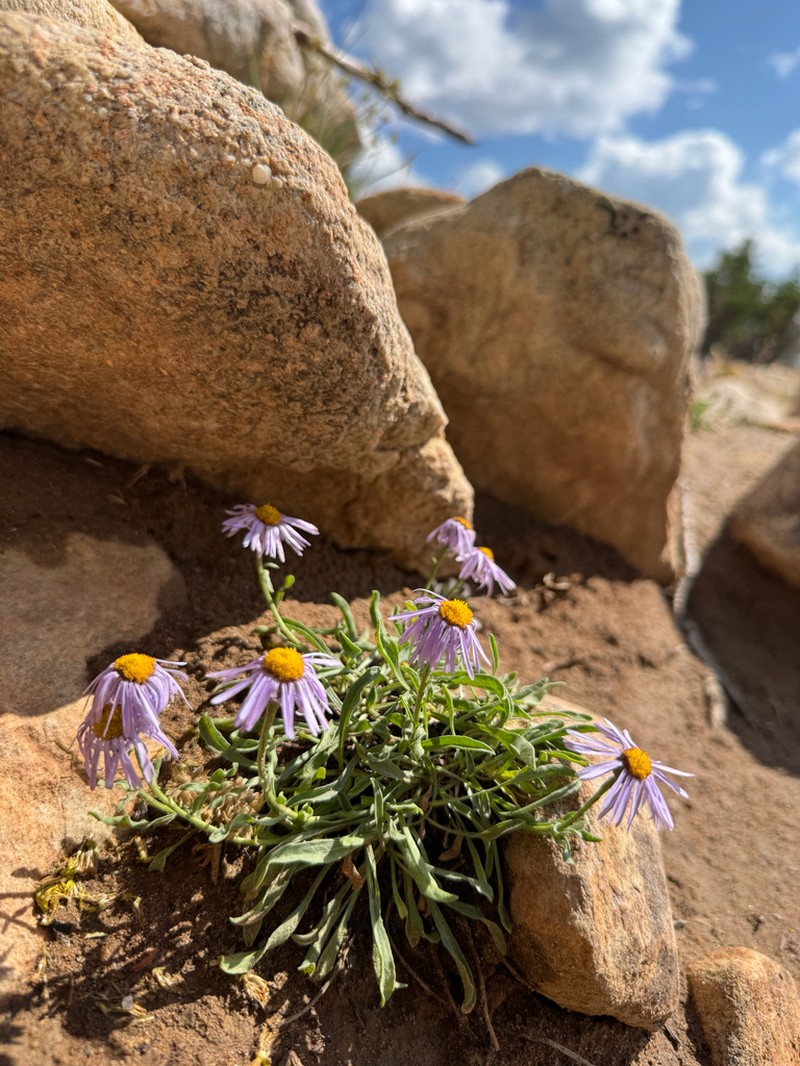 Uinta Mountain Fleabane photo 5