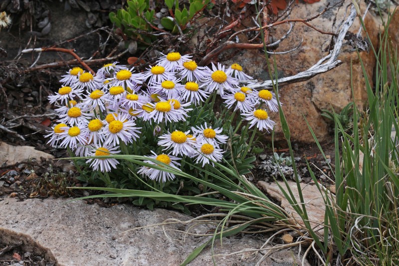 Uinta Mountain Fleabane photo 6