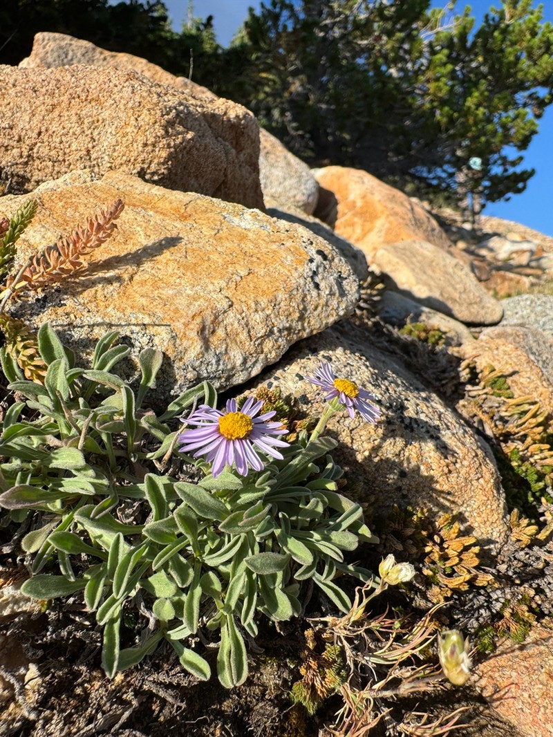 Uinta Mountain Fleabane photo 7