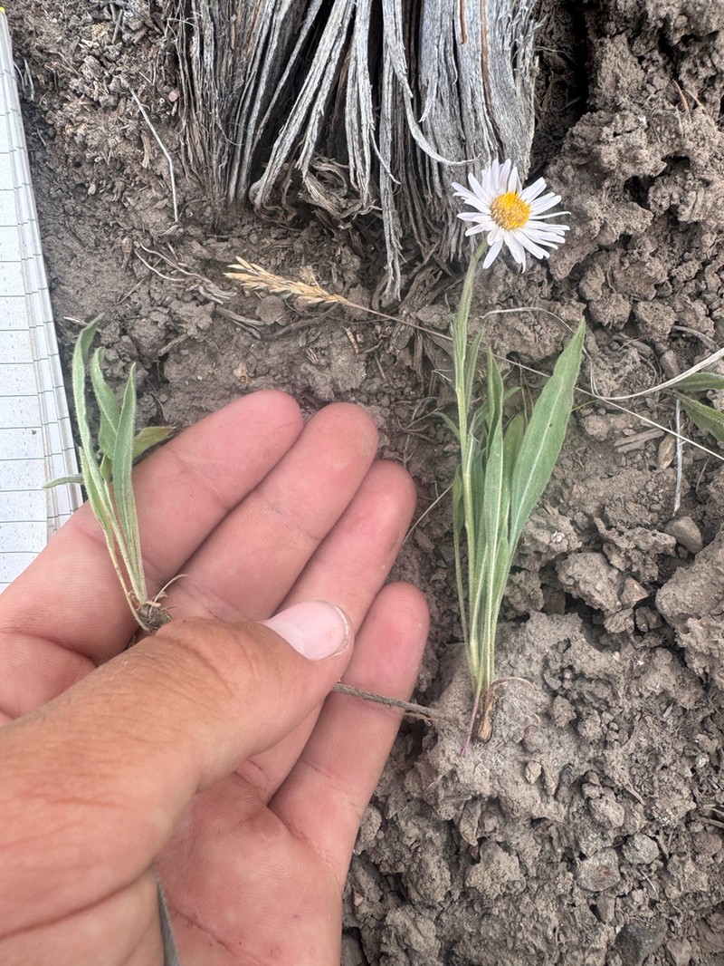 Quill Fleabane