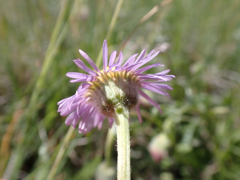 Quill Fleabane photo 3