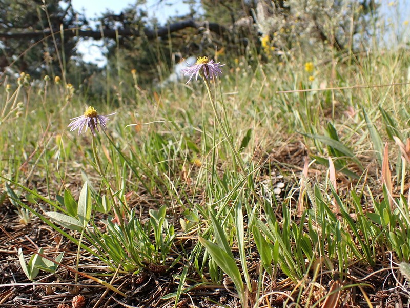 Quill Fleabane photo 4