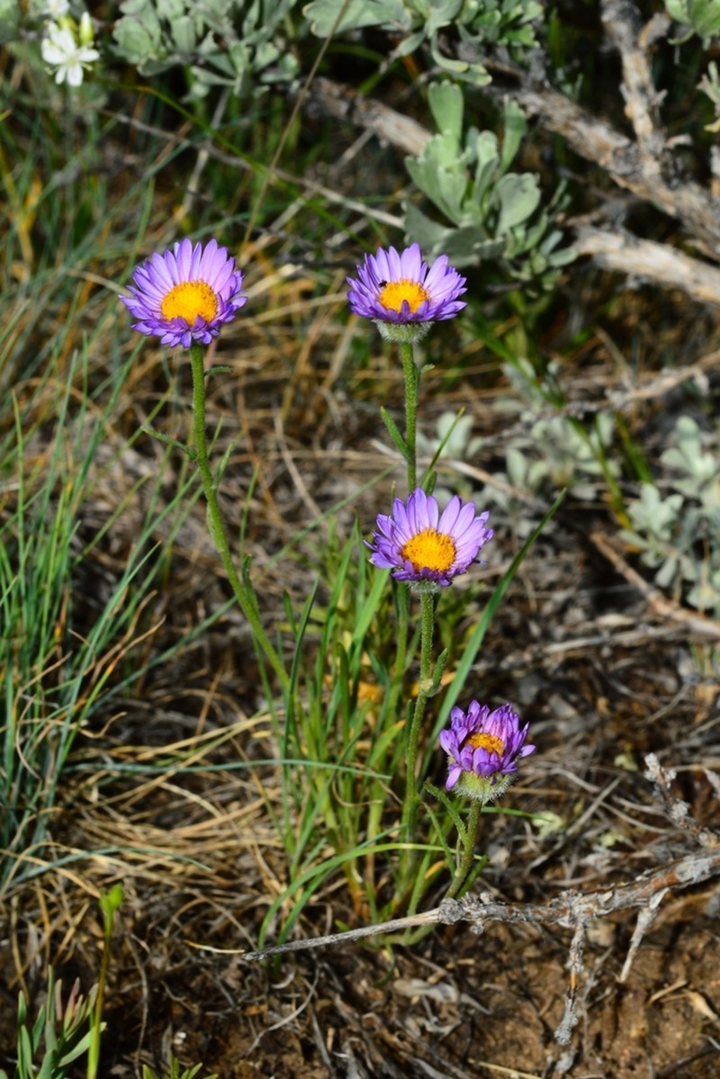 Quill Fleabane photo 5