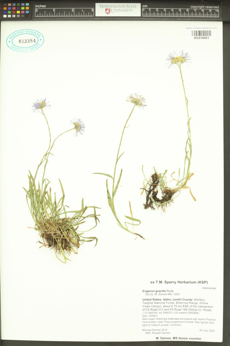 Quill Fleabane photo 6
