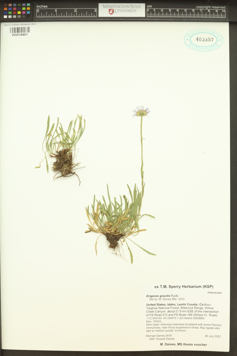 Quill Fleabane photo 7