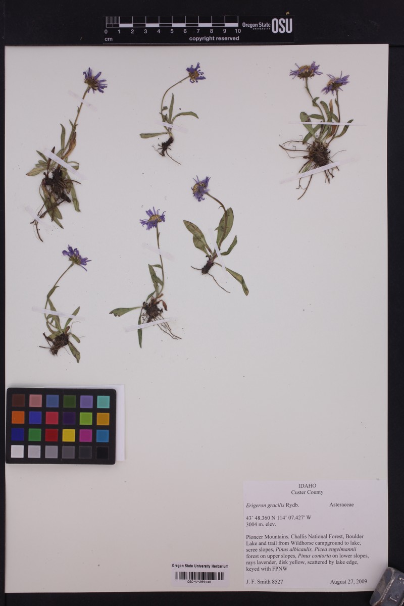 Quill Fleabane