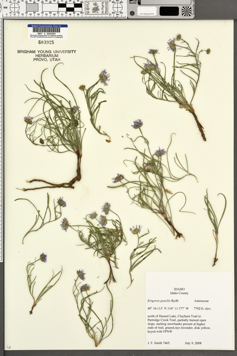 Quill Fleabane photo 2