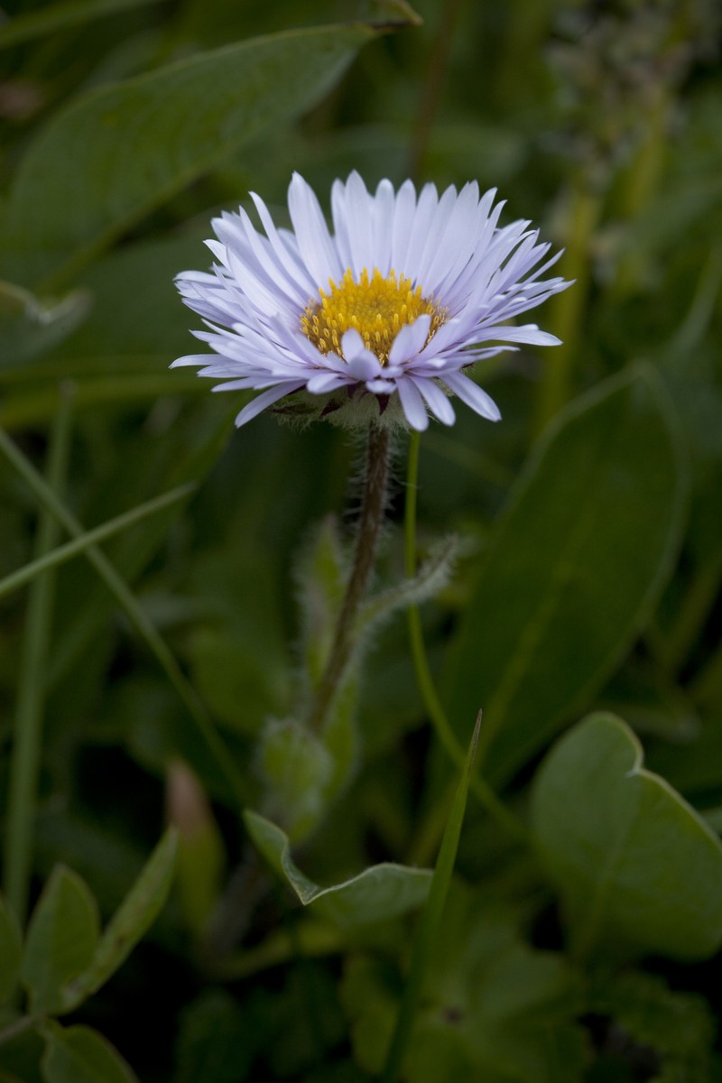 Largeflower Fleabane