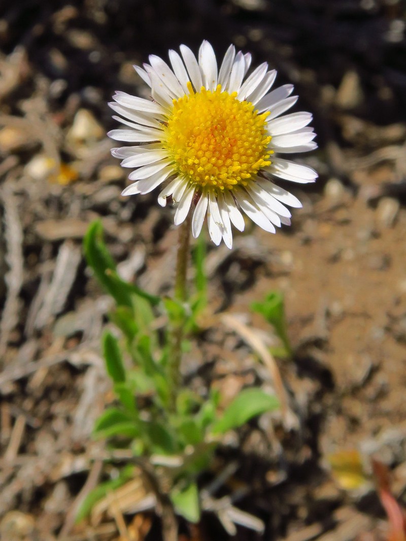 Largeflower Fleabane photo 5