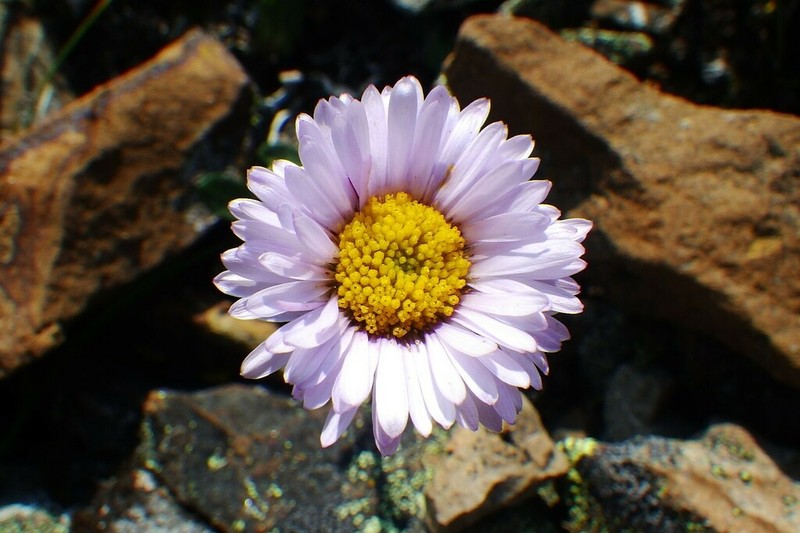Onestem Fleabane