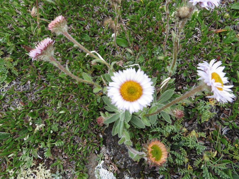 Onestem Fleabane photo 2