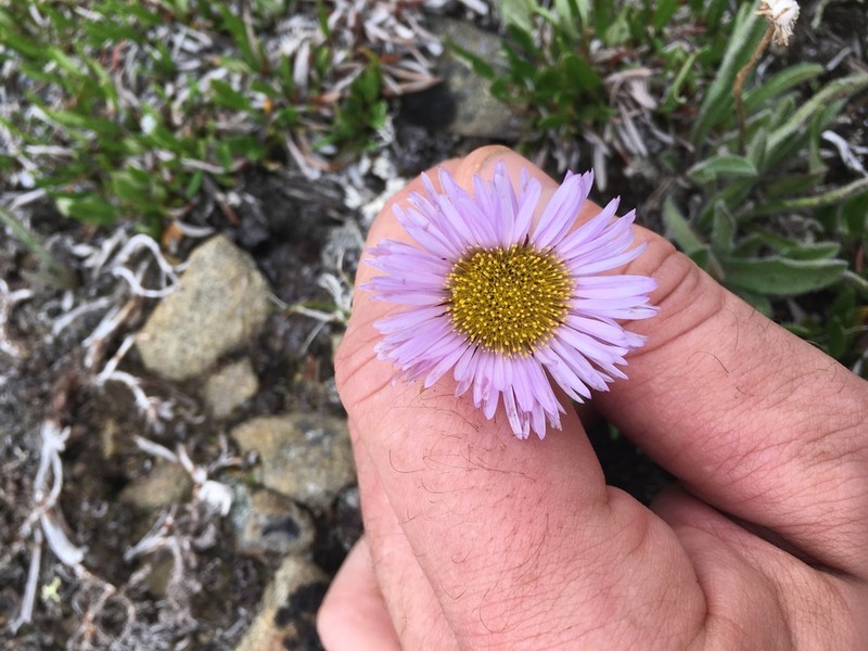 Onestem Fleabane photo 3