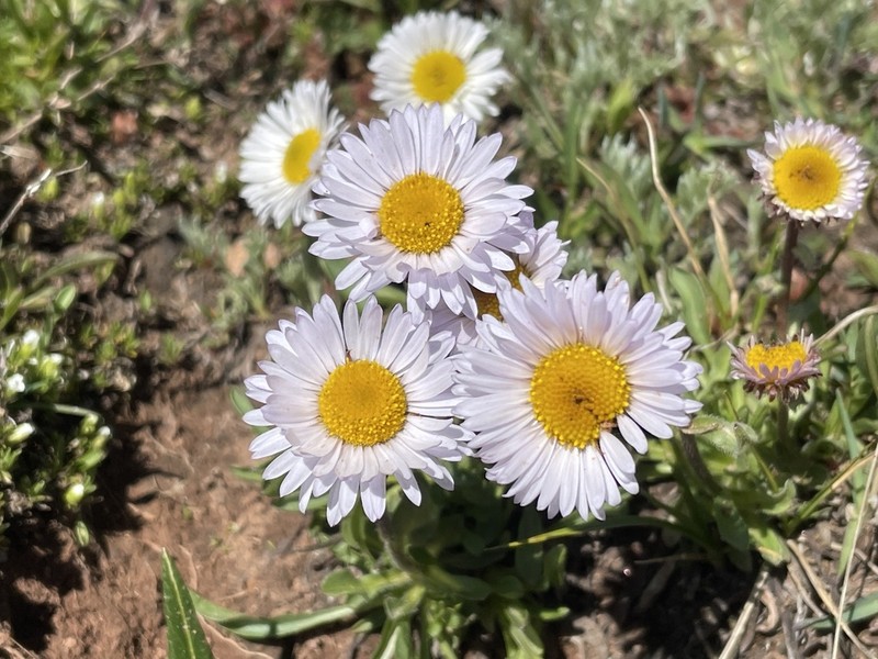 Onestem Fleabane photo 4