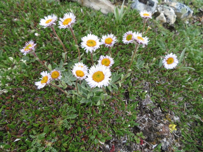 Onestem Fleabane photo 6