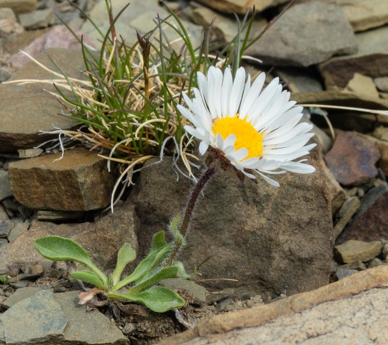 Onestem Fleabane photo 7