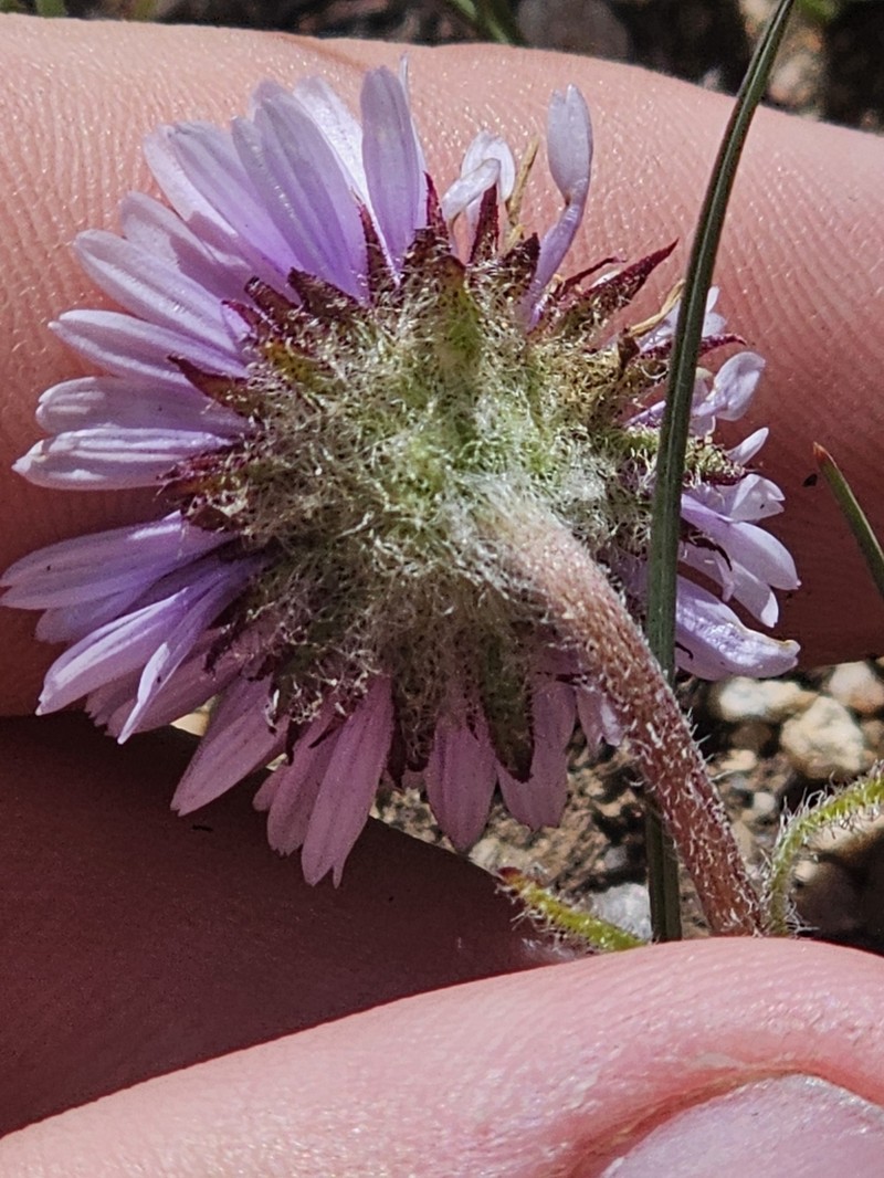 Onestem Fleabane photo 8