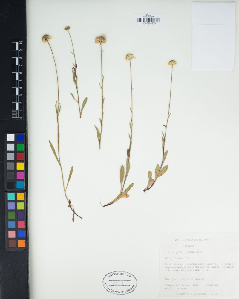 Erigeron griseus