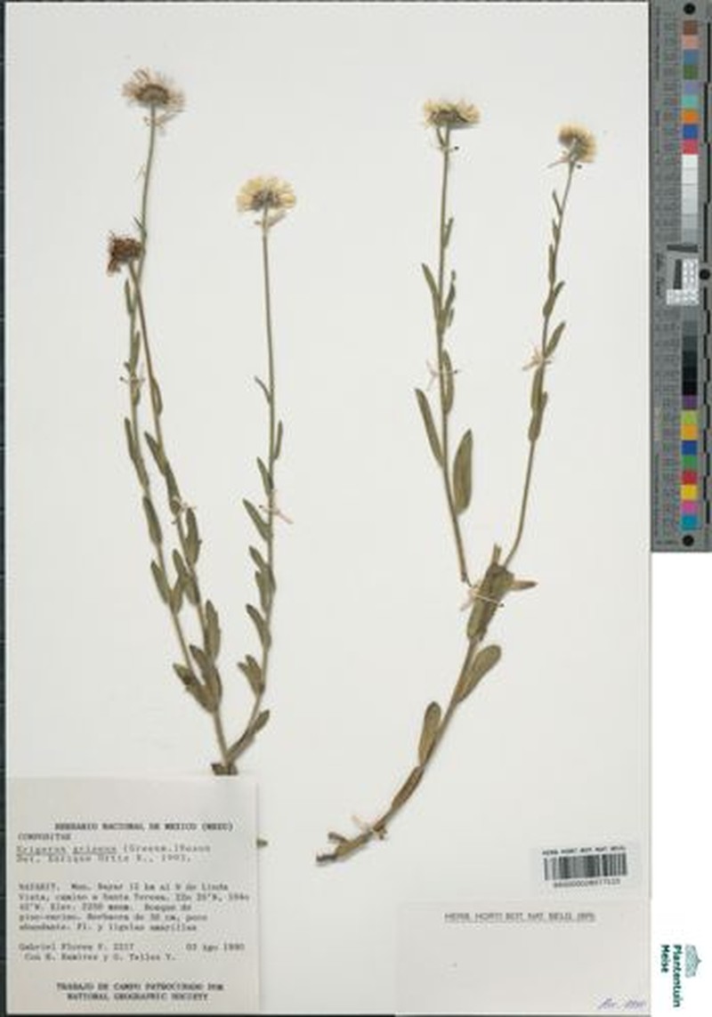 Erigeron griseus photo 2