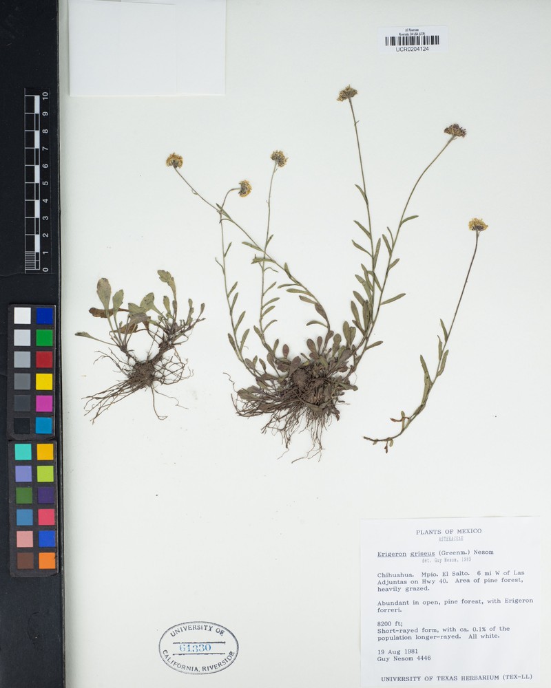 Erigeron griseus photo 4