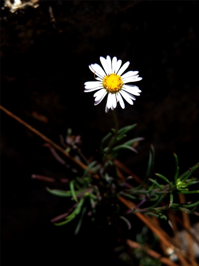 Erigeron gypsoverus