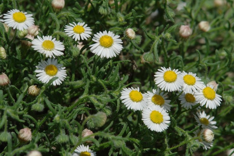 Erigeron heleniae