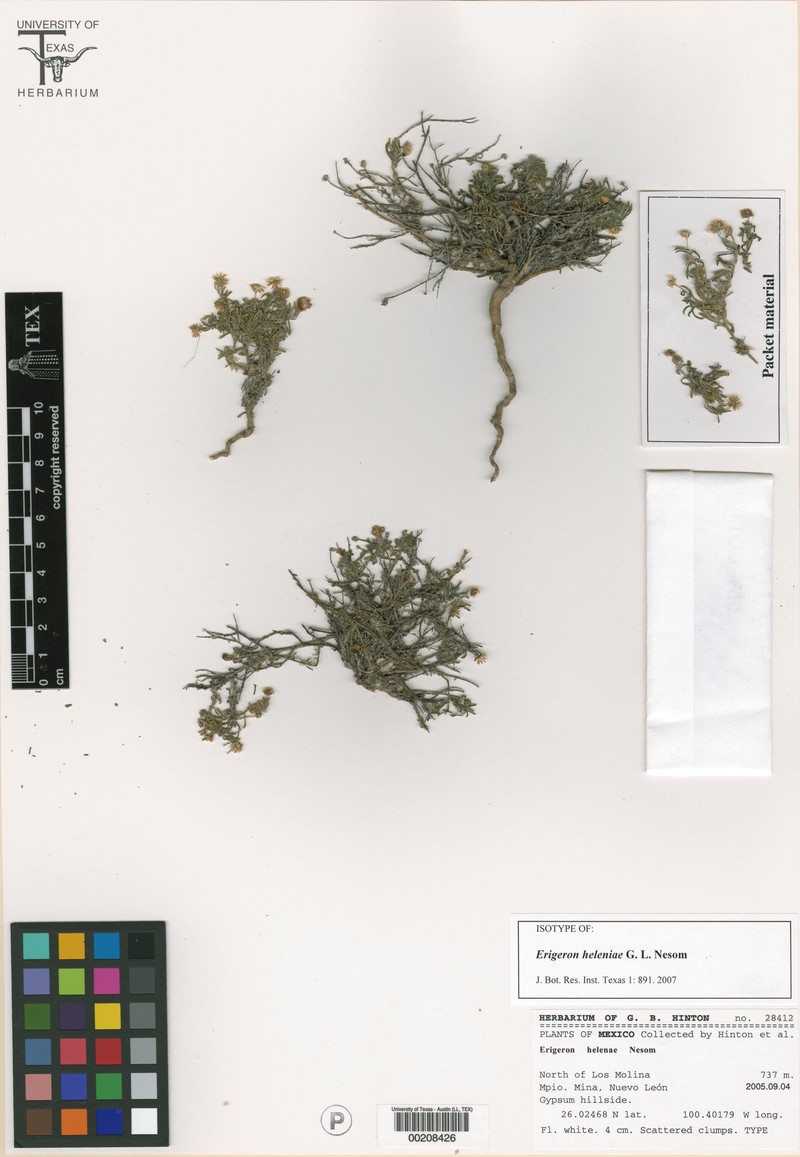 Erigeron heleniae photo 2